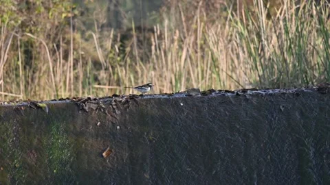 White browed wagtail or large pied wagtail bird. Stock Footage 335523038