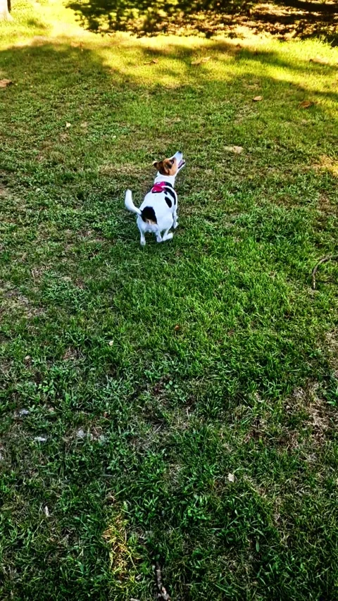 A white, brown, and black Jack Russell dog chases a tennis ball across a lawn Stock Footage 346131779