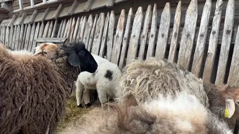 White-brown, black sheep and rams come up to the camera and sniff it Stock Footage 276833247
