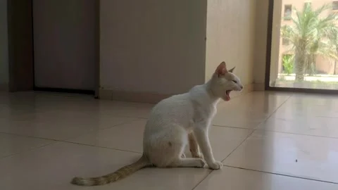 White brown cat Stock Footage 244105988