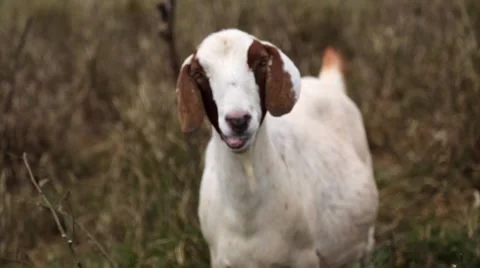White brown goat chewing grass looking at camera Stock Footage 57403145