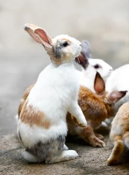 White brown rabbit Stock Photos