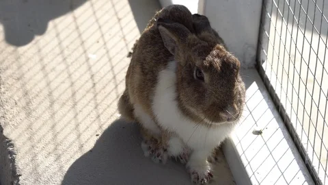 White brown Rabbit raised his arms in the farm cage Stock Footage 85920476