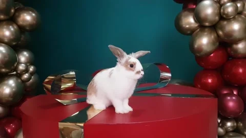 A white-brown rabbit sits on a huge red gift box with a golden bow Stock Footage 234128971