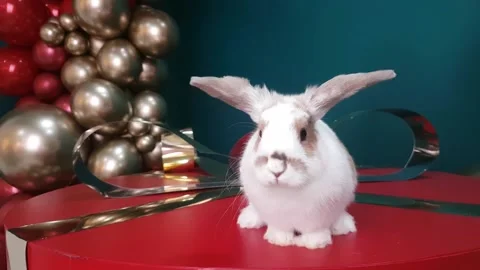 A white-brown rabbit sits on a huge red gift box with a golden bow Stock Footage 234128972