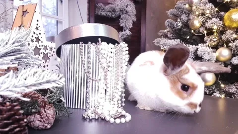 A white-brown rabbit sits on a table against the background of a box with beads Stock Footage 234128961