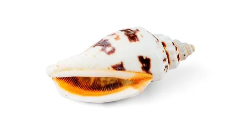White with Brown Volute Seashell Isolated on White Stock Photos