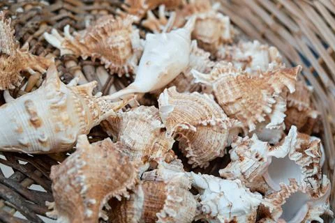 White-browns different seashells in a wicker basket. Stock Photos