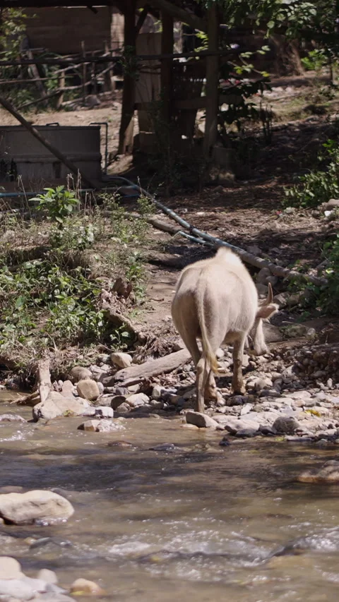 A white Bubalus bubalis foraging for food in the grass by the river Stock Footage 265015231