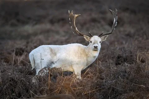 White Buck Fotos Stock
