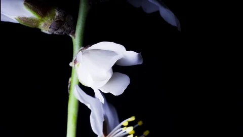 White bud with five petals opens on a black background Stock Footage 88390252