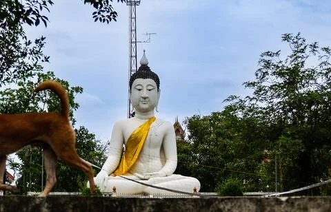 White Buddha with yellow sash on side of Bangkok river as rear end on dog w.. Stock Photos