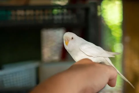 White Budgerigar 写真素材