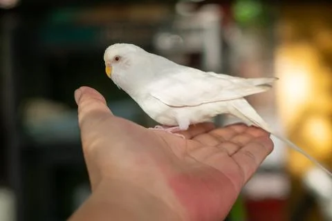 White Budgerigar Fotos Stock