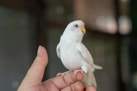 White Budgerigar Fotos Stock