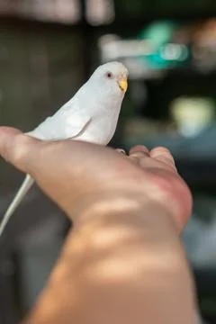 White Budgerigar Fotos Stock