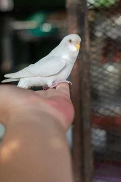 White Budgerigar Fotos Stock