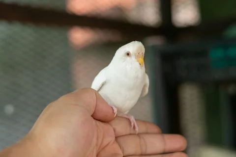 White Budgerigar Fotos Stock