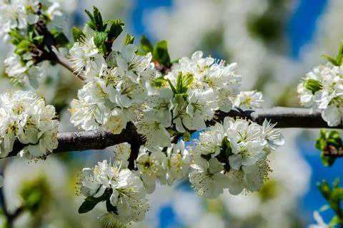 White buds of the apple tree Stock Photos
