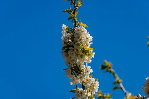 White buds of the apple tree Stock Photos