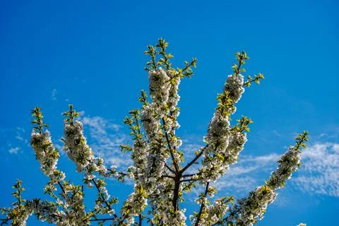 White buds of the apple tree Stock Photos