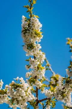 White buds of the apple tree Stock Photos