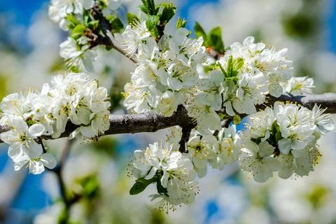 White buds of the apple tree Foto stock