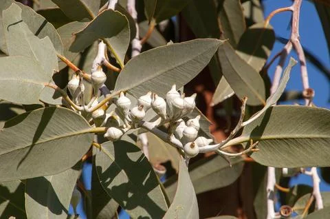 White buds of a eucalypt tree Stock Photos