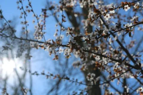 White buds in a tree Stock Photos