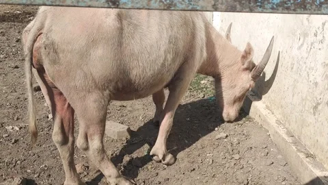 White buffalo eats grass greedily in the pen area Stock Footage 313169007
