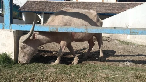 White buffalo eats grass greedily in the pen area Stock Footage 313169008