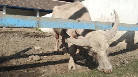 White buffalo eats grass greedily in the pen area Stock Footage 313169010