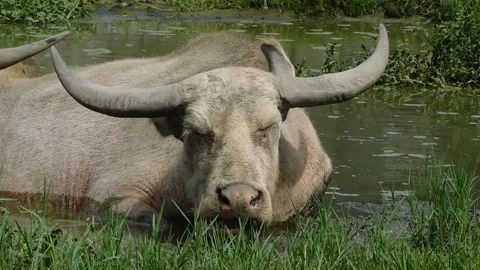 White Buffalo Stock Footage 237516833