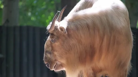 A white buffalo with thick wool eats grass. Animal in captivity in the zoo Stock Footage 252745183