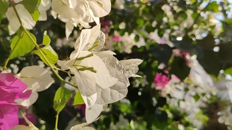White bugenvilija slow motion. white flower outdoor Stock Footage 119282060