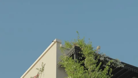 White building arches with palm tree leaves and blue sky Stock Footage 330541867