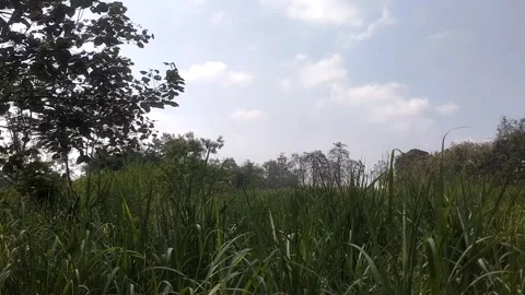White Building Behind Green Fields Stock-Footage 337880041