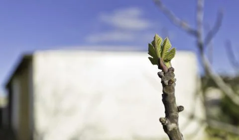 White building behind a leaf growing from the branch of the tree Fotos de archivo