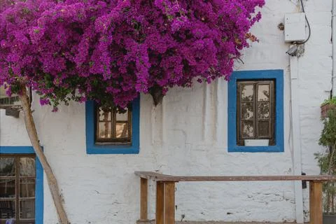 A white building with blue window frames in the Greek style and a beautiful Stock Photos