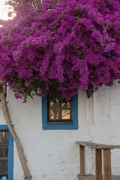 A white building with blue window frames in the Greek style and a beautiful Stock Photos