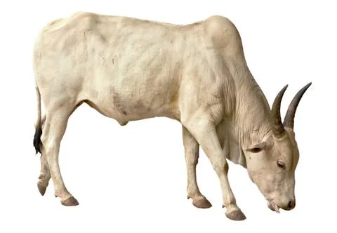 White bul Stock Photos