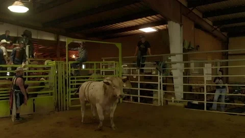 White bull - cattle Stock Footage 155526765