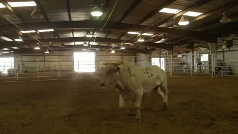White bull - cattle Stock Footage 155526770