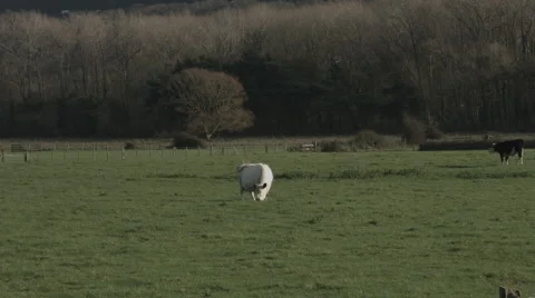 White bull Video stock 44296290