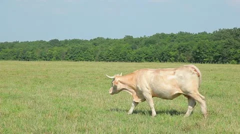 The White Bull is on the grass Vídeo Stock 10917902