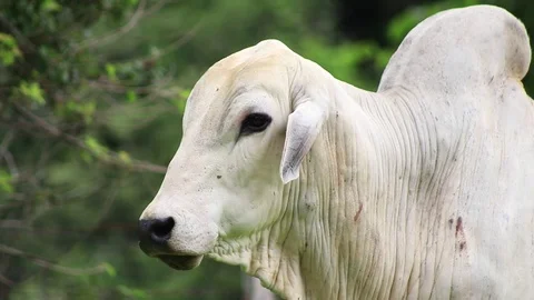 White bull on a green background Stock Footage 84290245