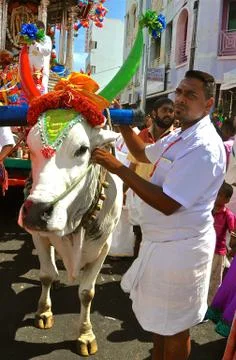 White bull in Hindu festival Stock Photos
