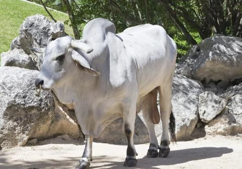 White bull Stock Photos