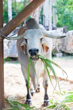 White bull Stockfoto's