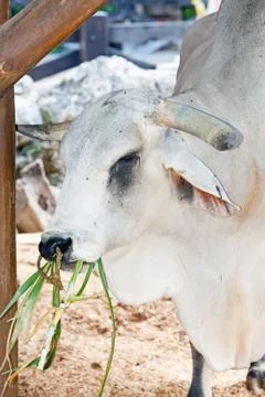 White bull Stockfoto's